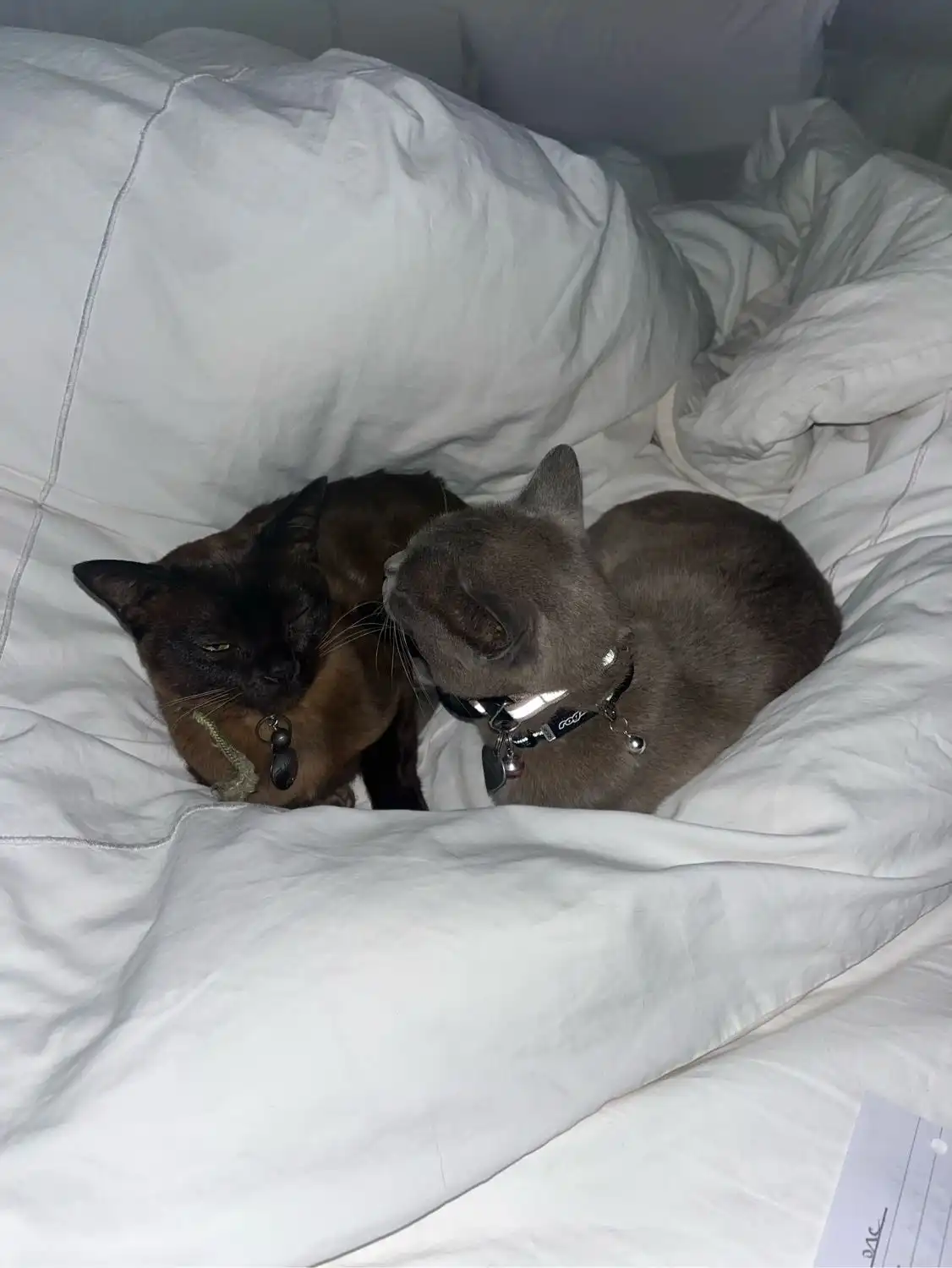 image-9