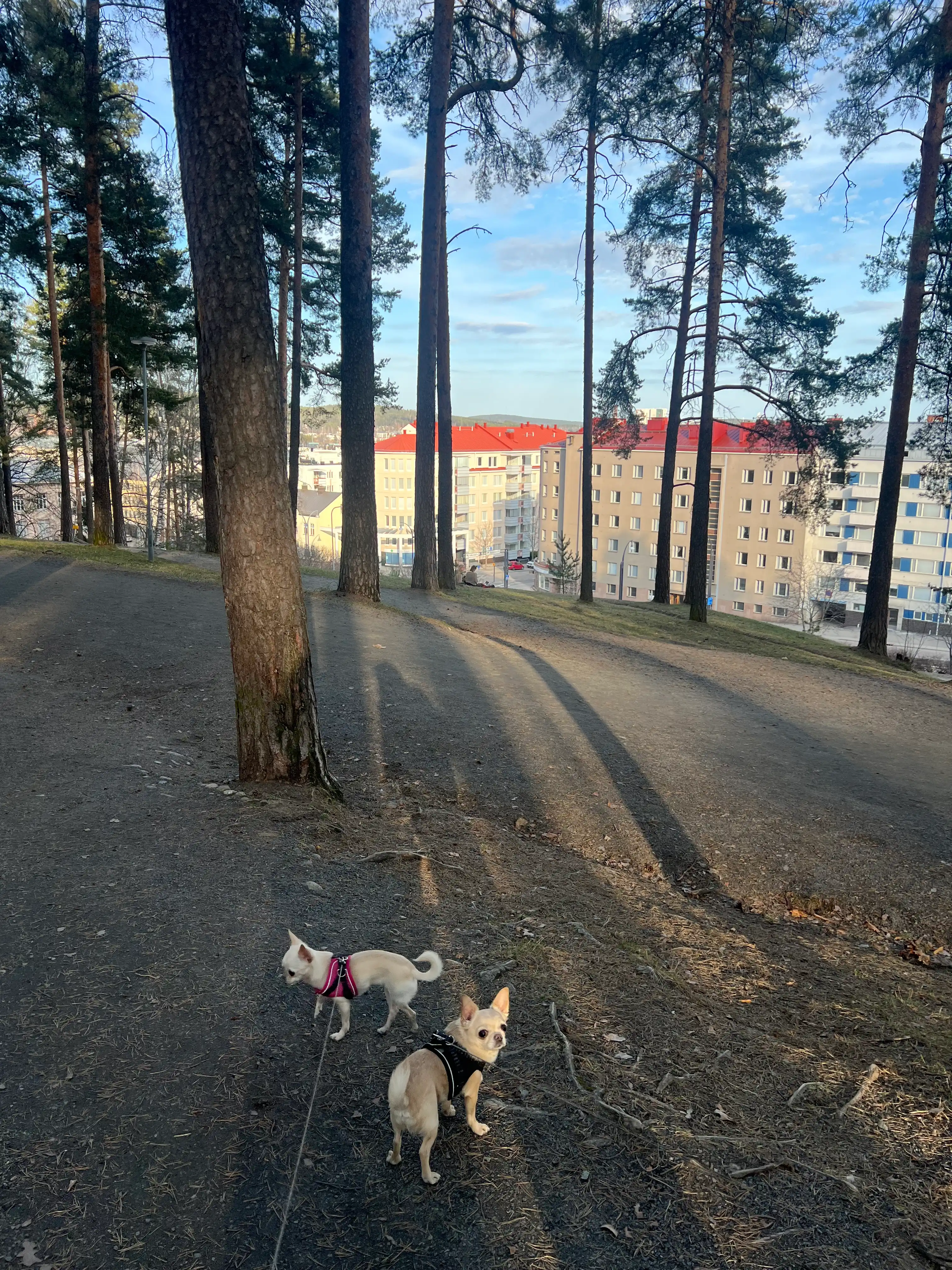 image-7