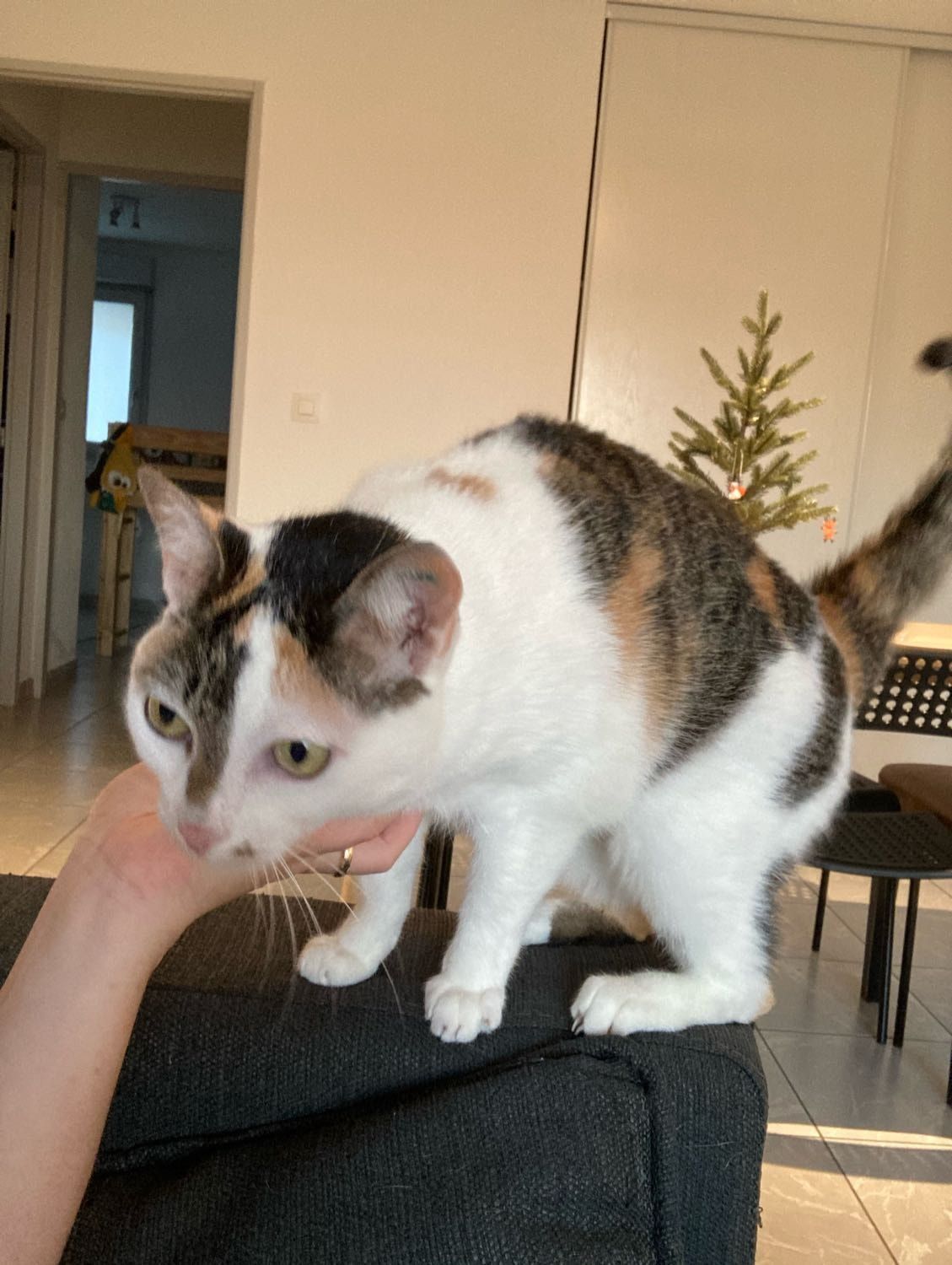 image-6