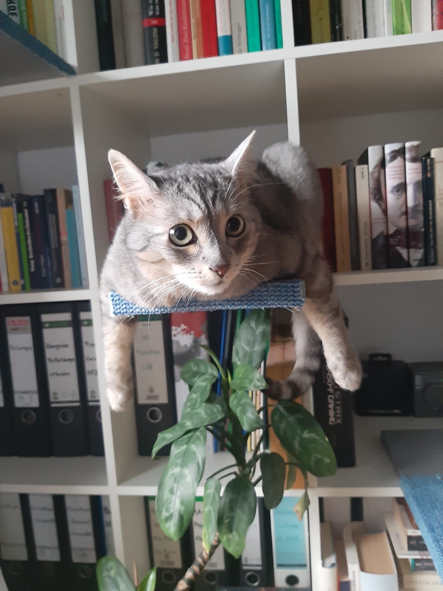 image-9