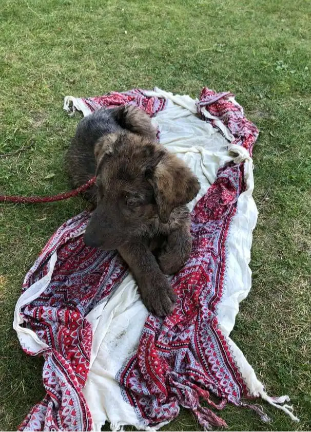 image-5