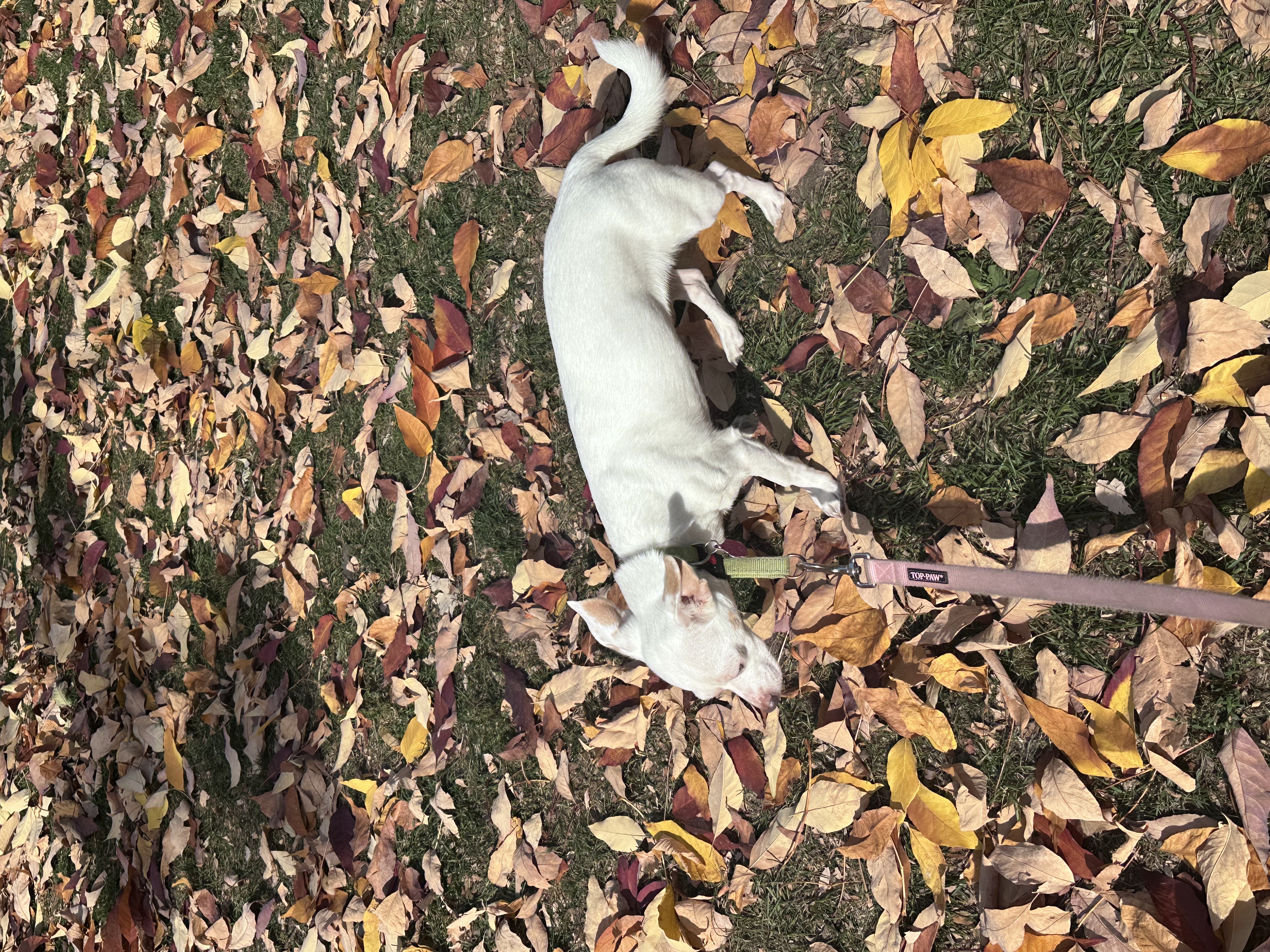 image-11