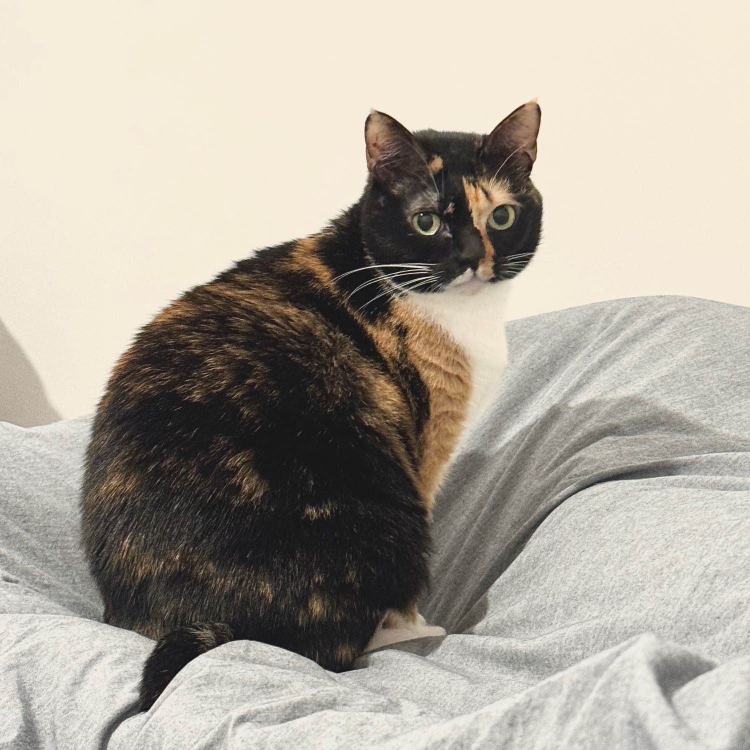Portrait of Momo, the cat
