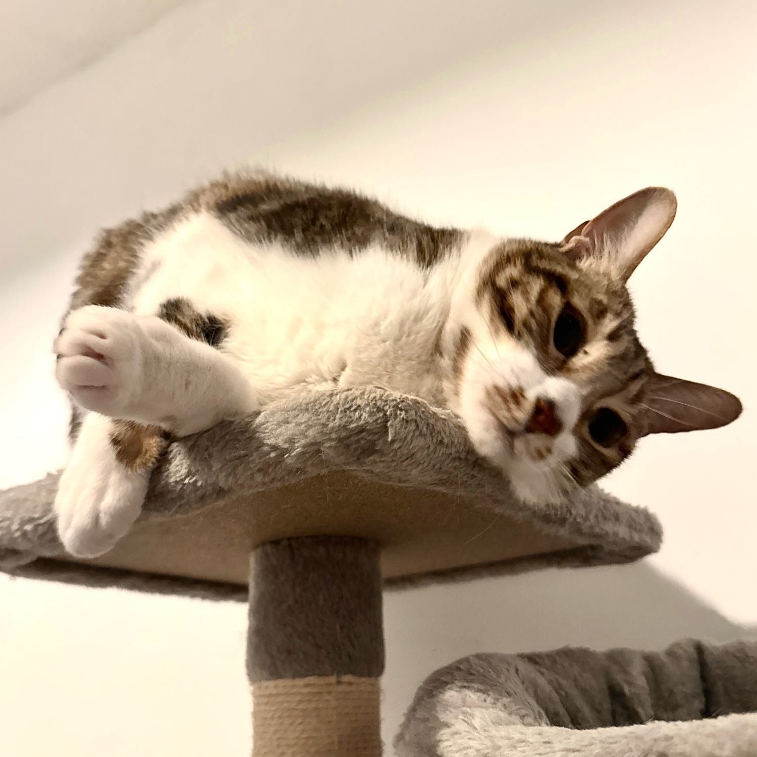 Portrait of Ball, the cat