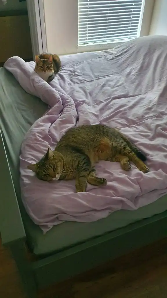 image-5