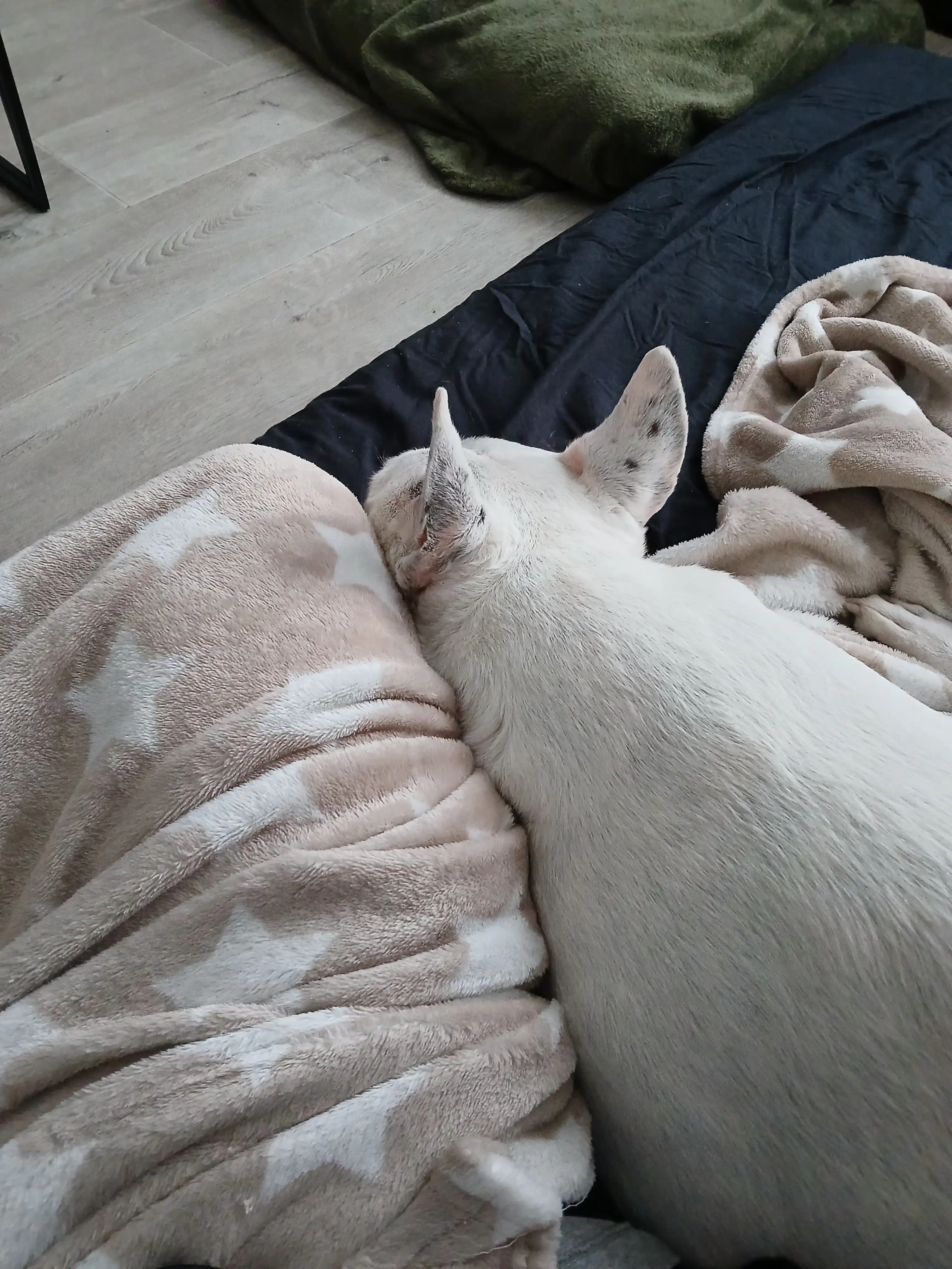 image-7