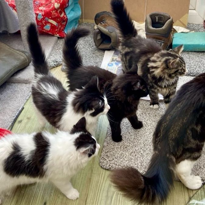 Portrait of Fluffy and her offsprings , the cat
