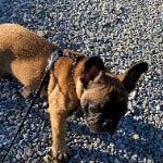 Portretfoto van Stella, de dog