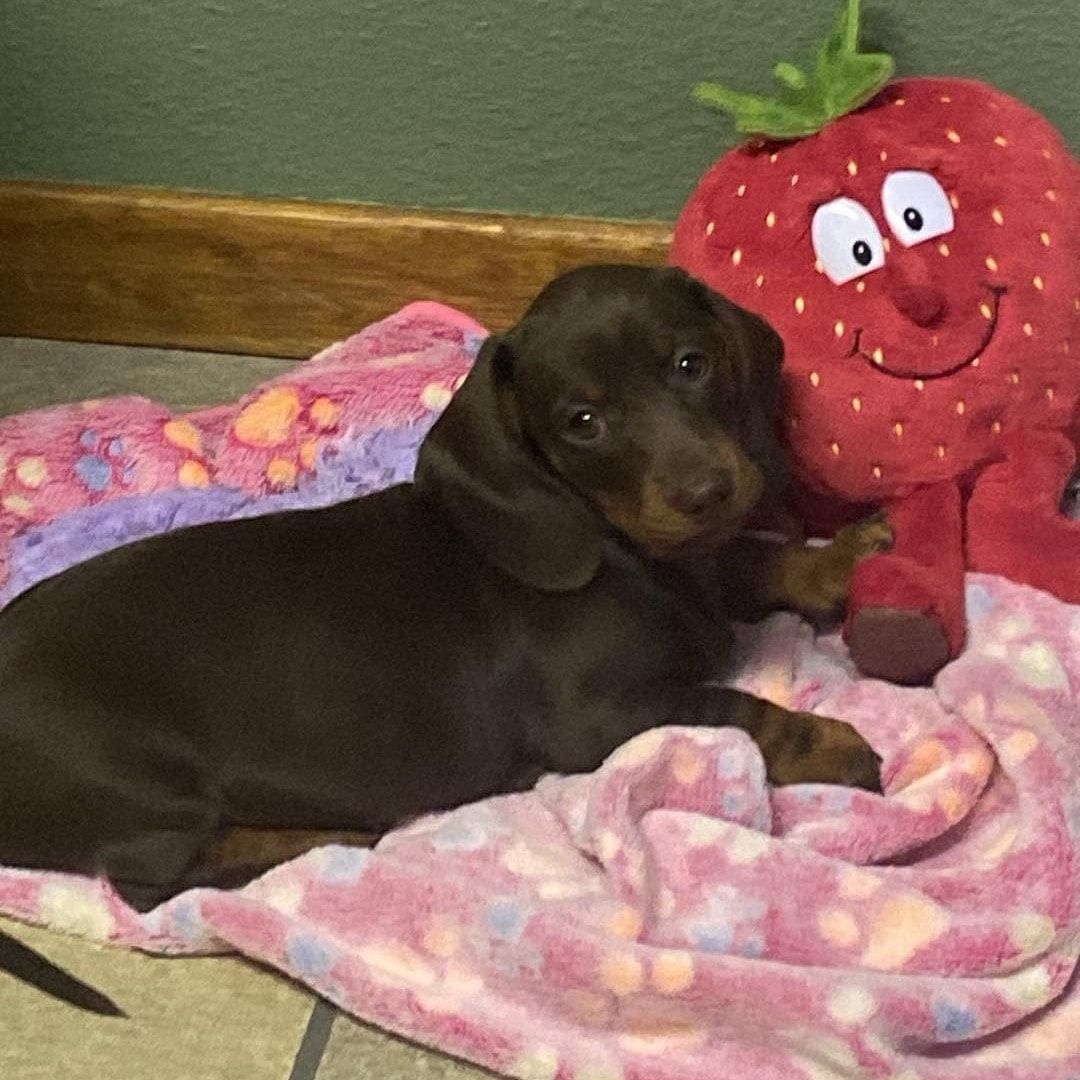 Portretfoto van Lilly, de dog