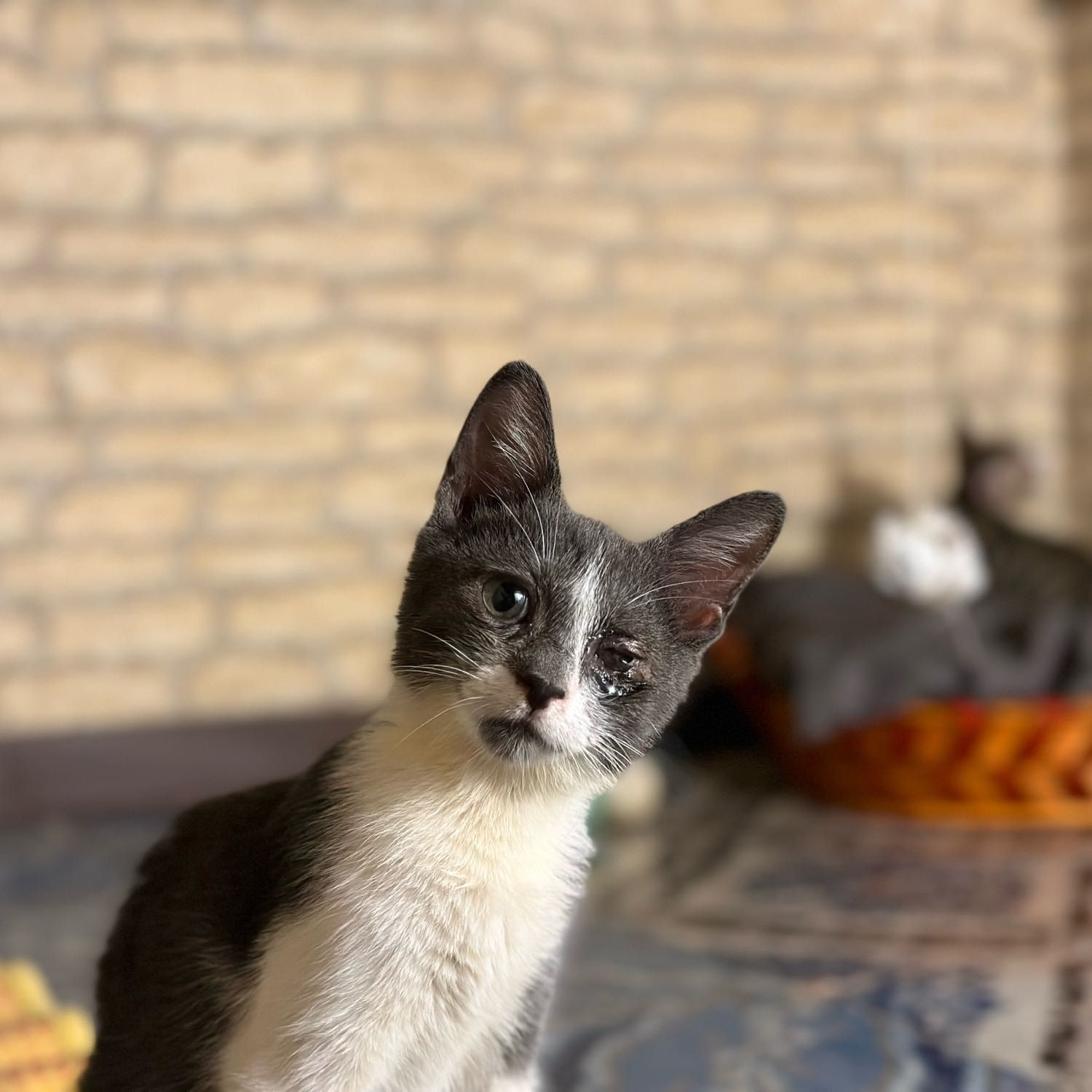 Foto di Cabiria , il cat