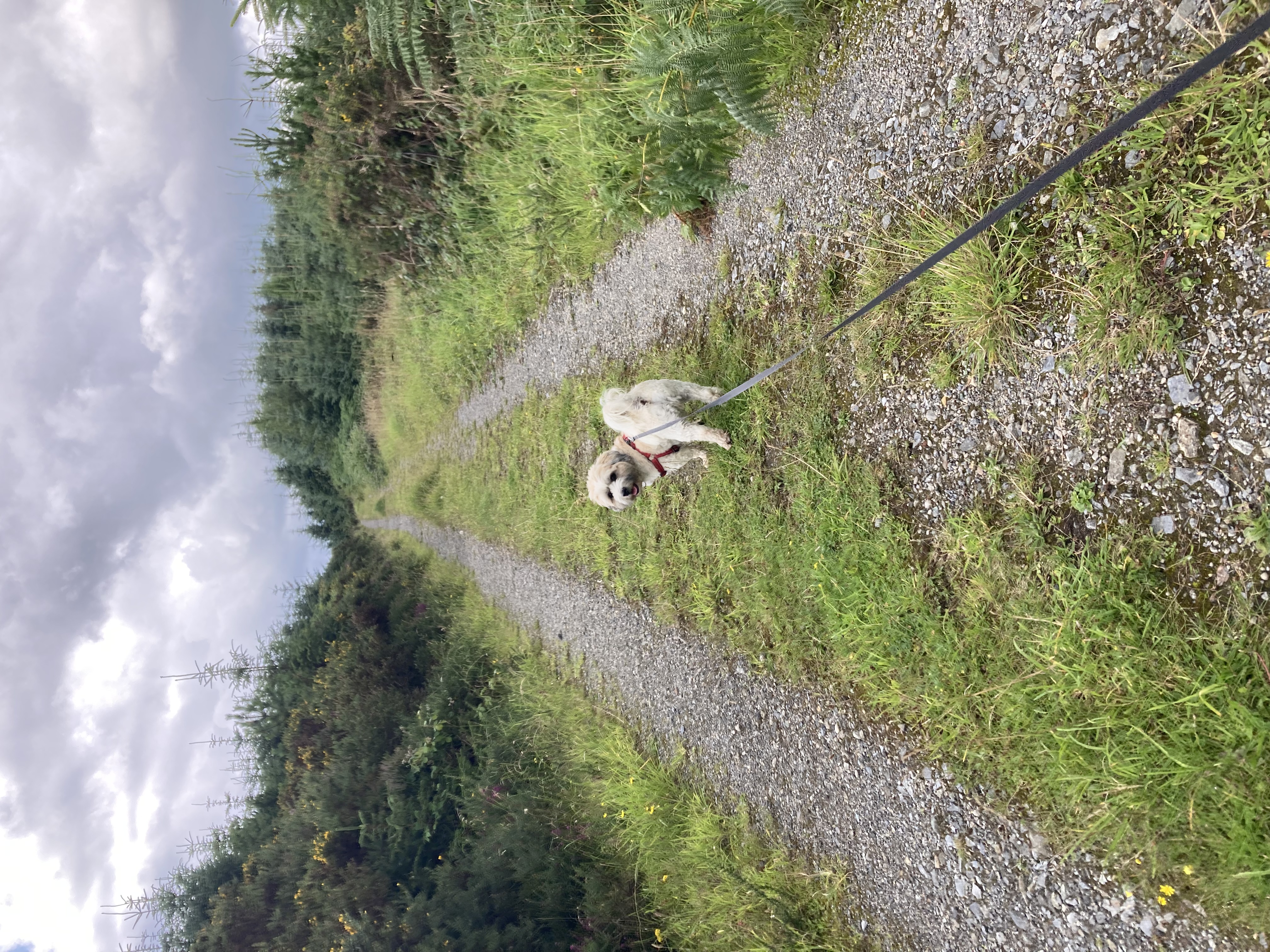 image-4