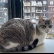 Portretfoto van Macuira, de cat