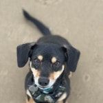 Portretfoto van Uala, de dog