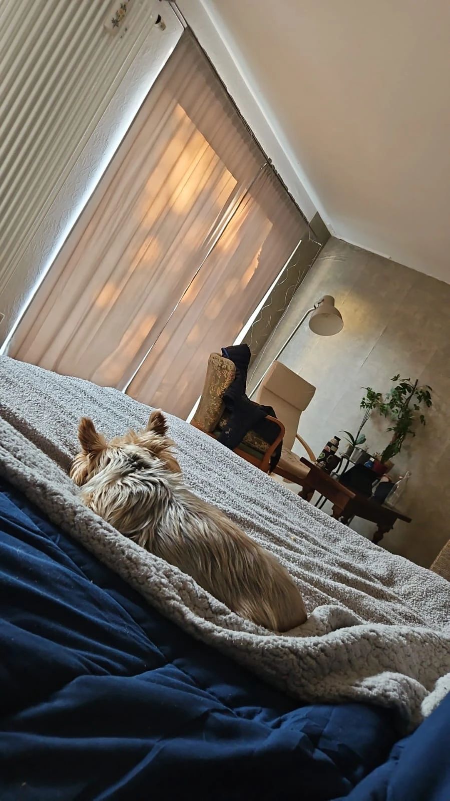 image-7