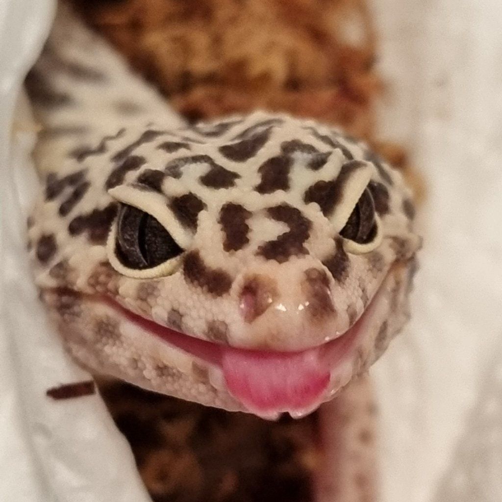 Portrait of Cheddar , the reptile