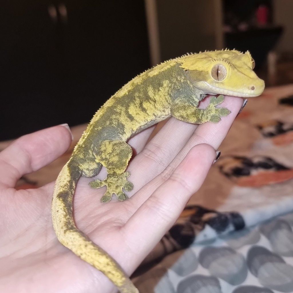 Portrait of Norbert , the reptile