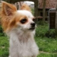 Portretfoto van Nu-wa, de dog