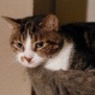 Portretfoto van Thanatos , de cat