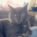 Portretfoto van Anubis, de cat