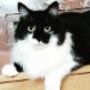 Portretfoto van Ymir, de cat