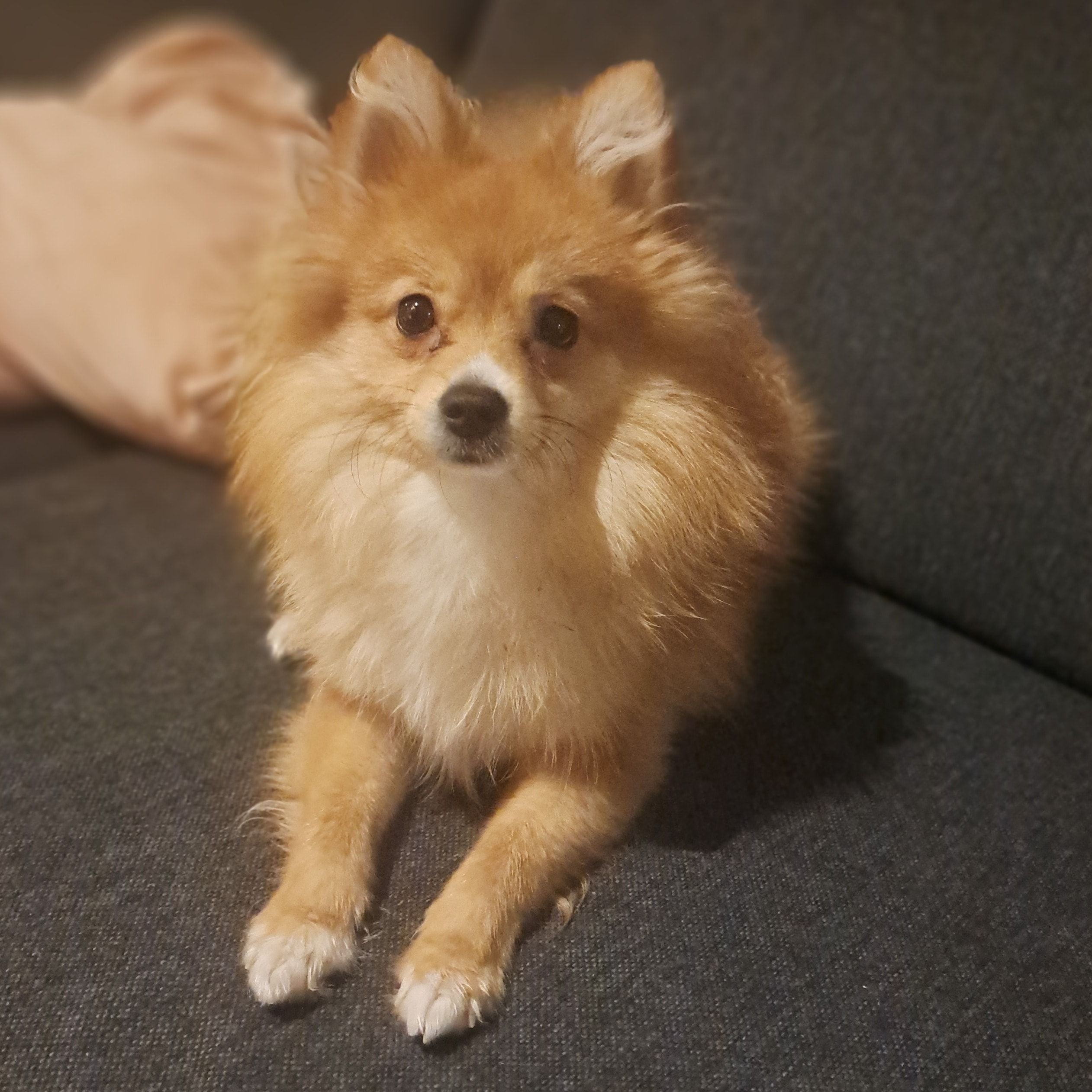 Portretfoto van Ymanja, de dog