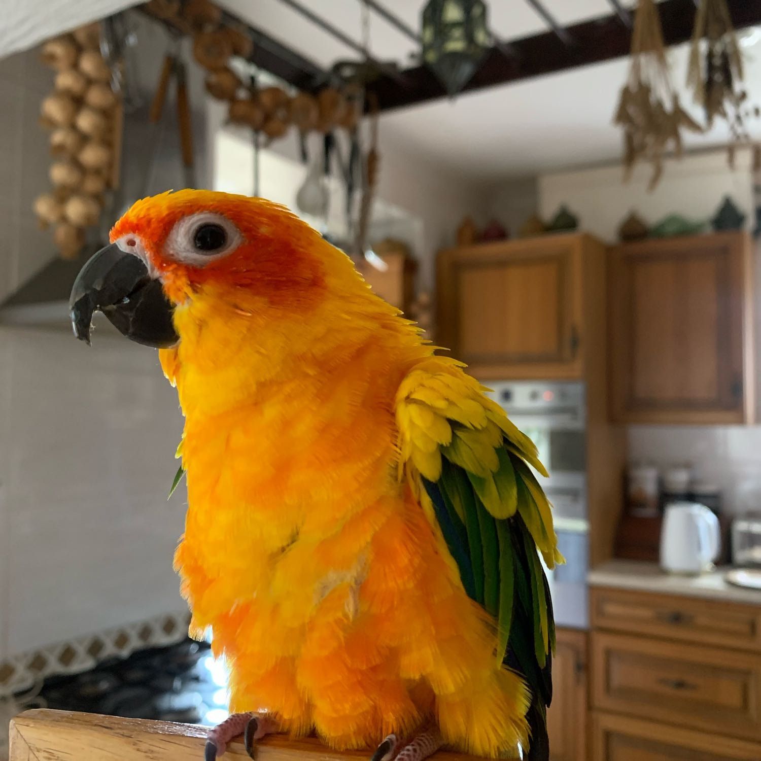 Portrait of Ronnie, the bird