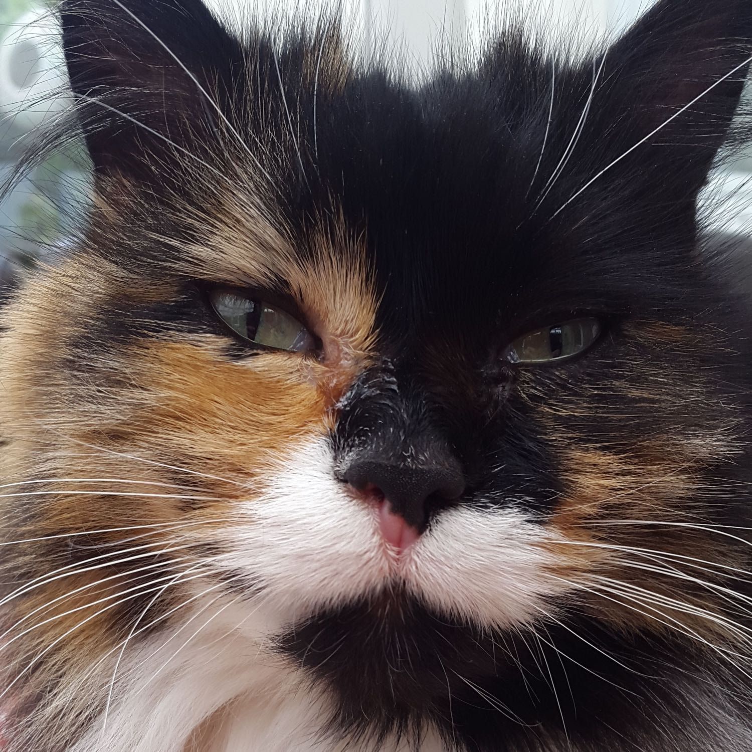 Portrait of Esme, the cat