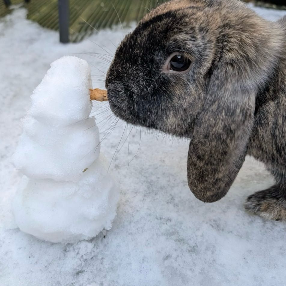 Portrait of Poppy, the rabbit