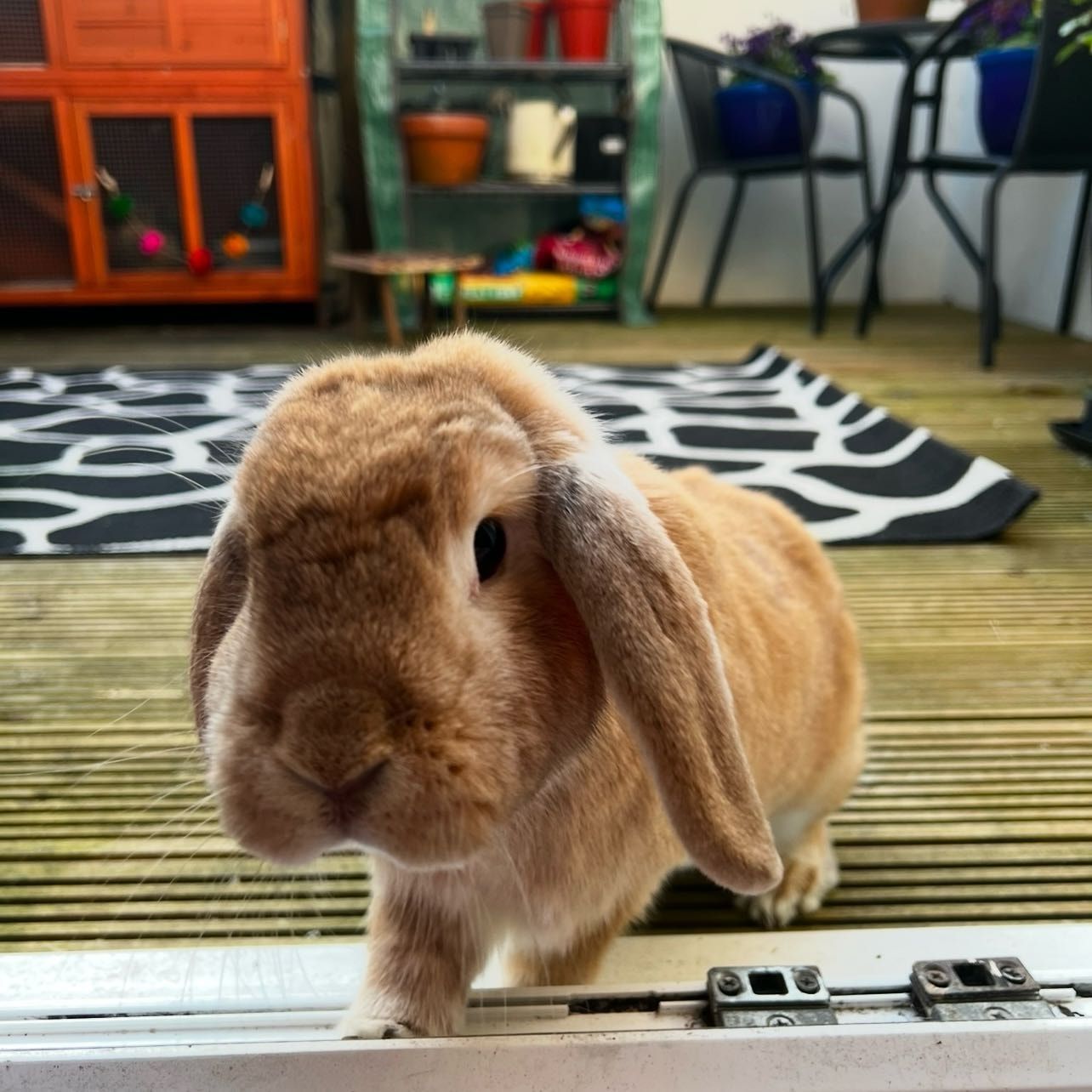 Portrait of Harley , the rabbit