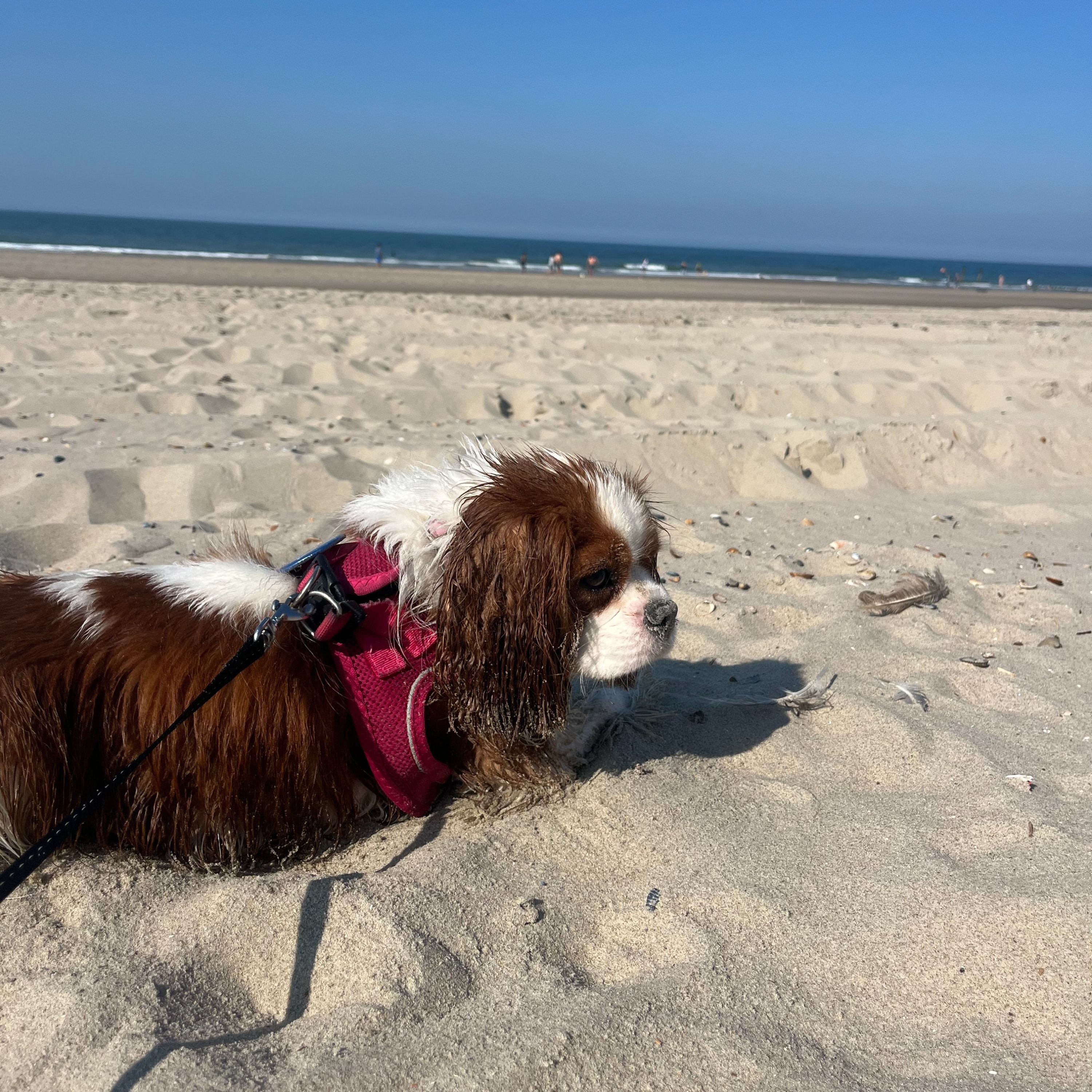 Portretfoto van Lilly, de dog