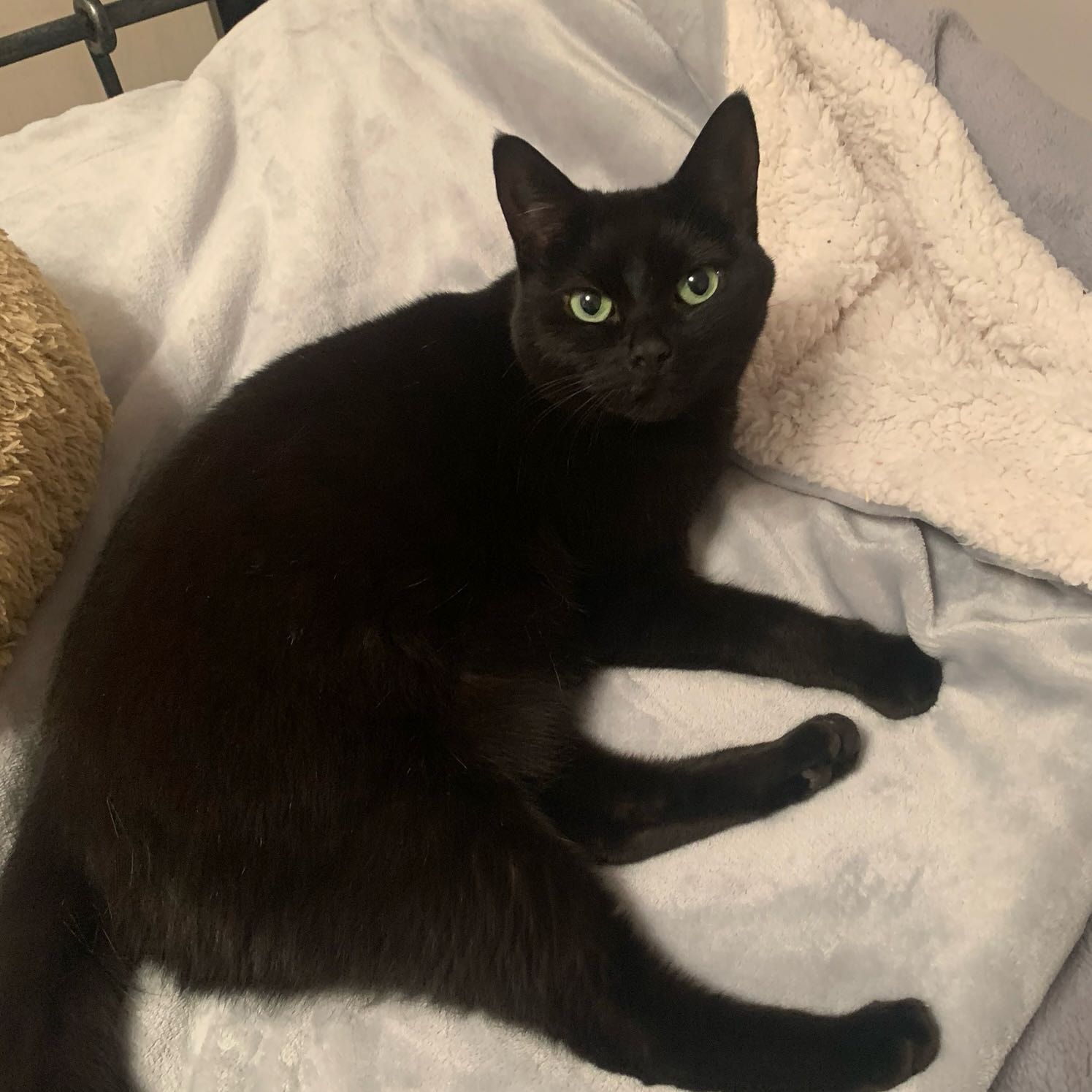 Portrait of Princess, the cat