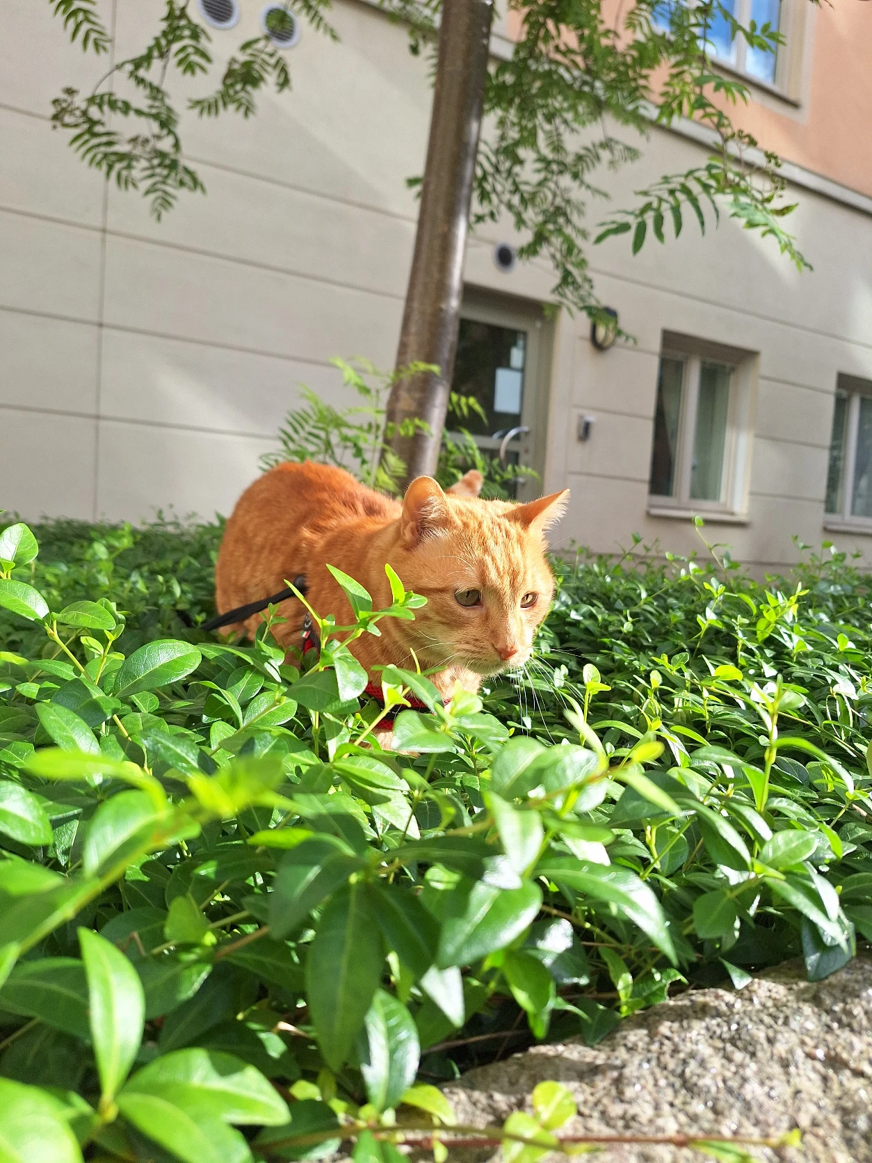 image-7