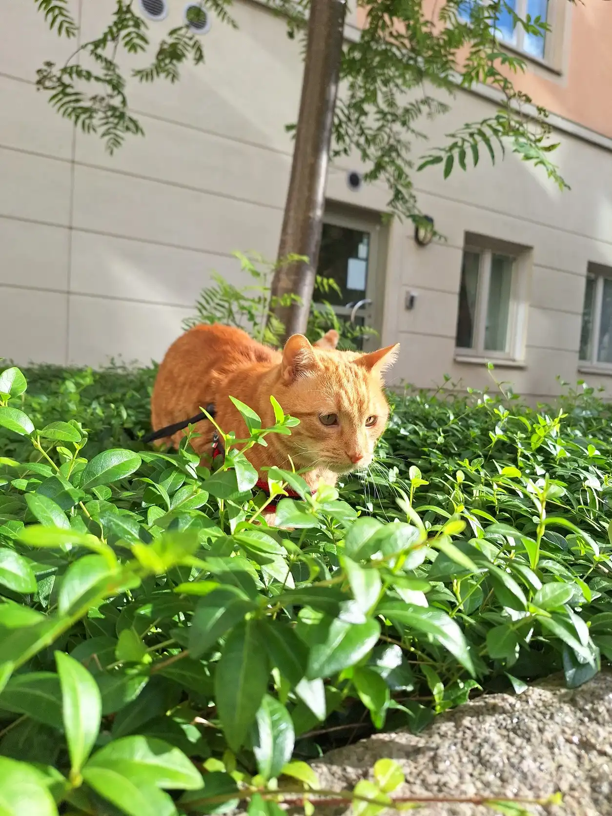 image-7