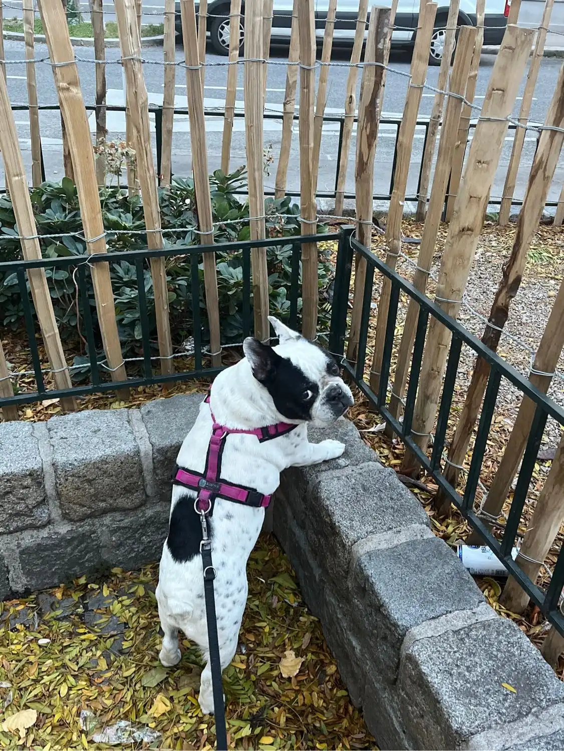 image-7