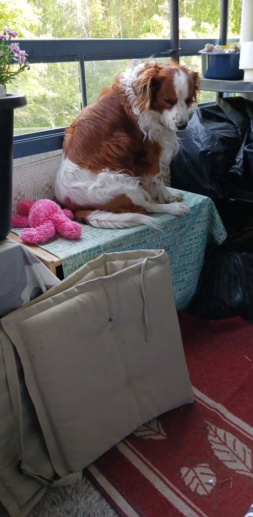 Rambo - dog