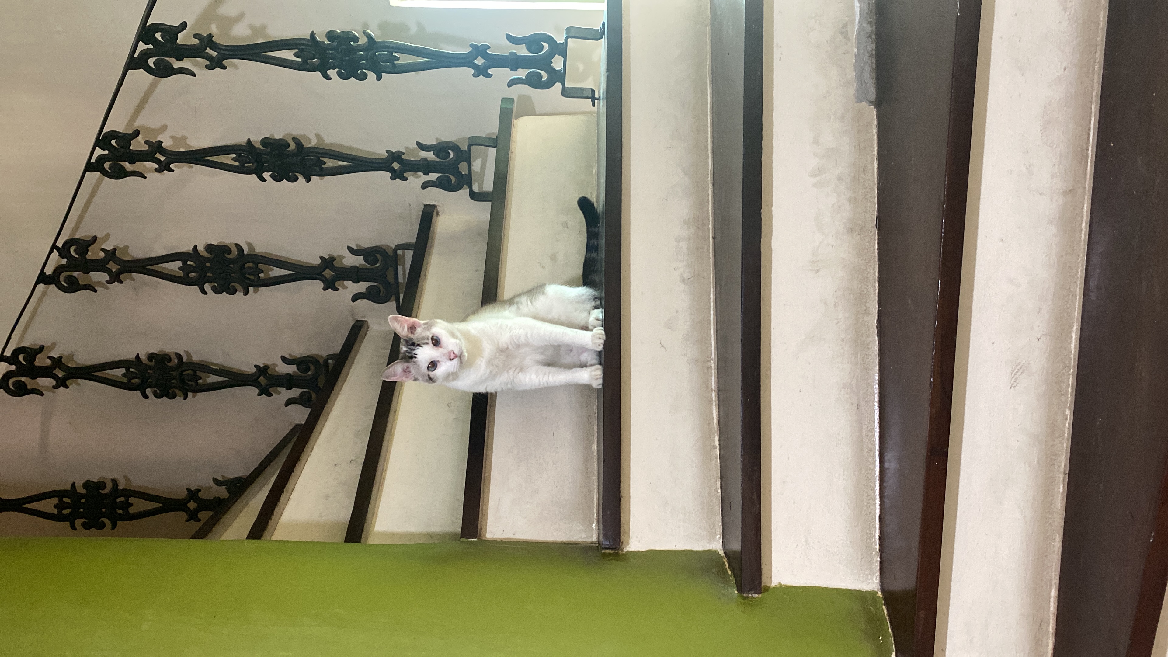 image-7