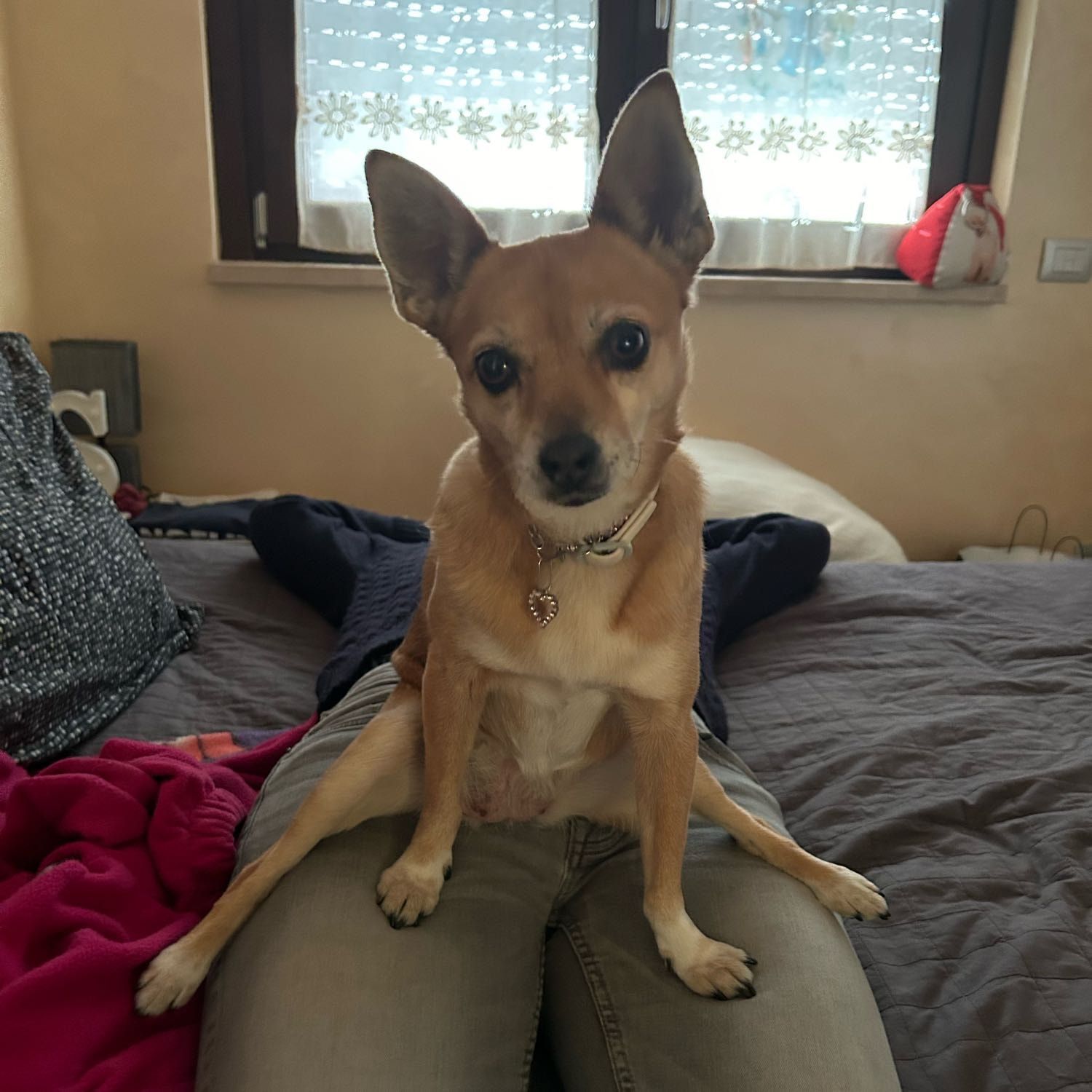 Foto di mia , il dog