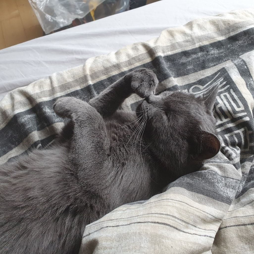 Portræt af Bailey , cat