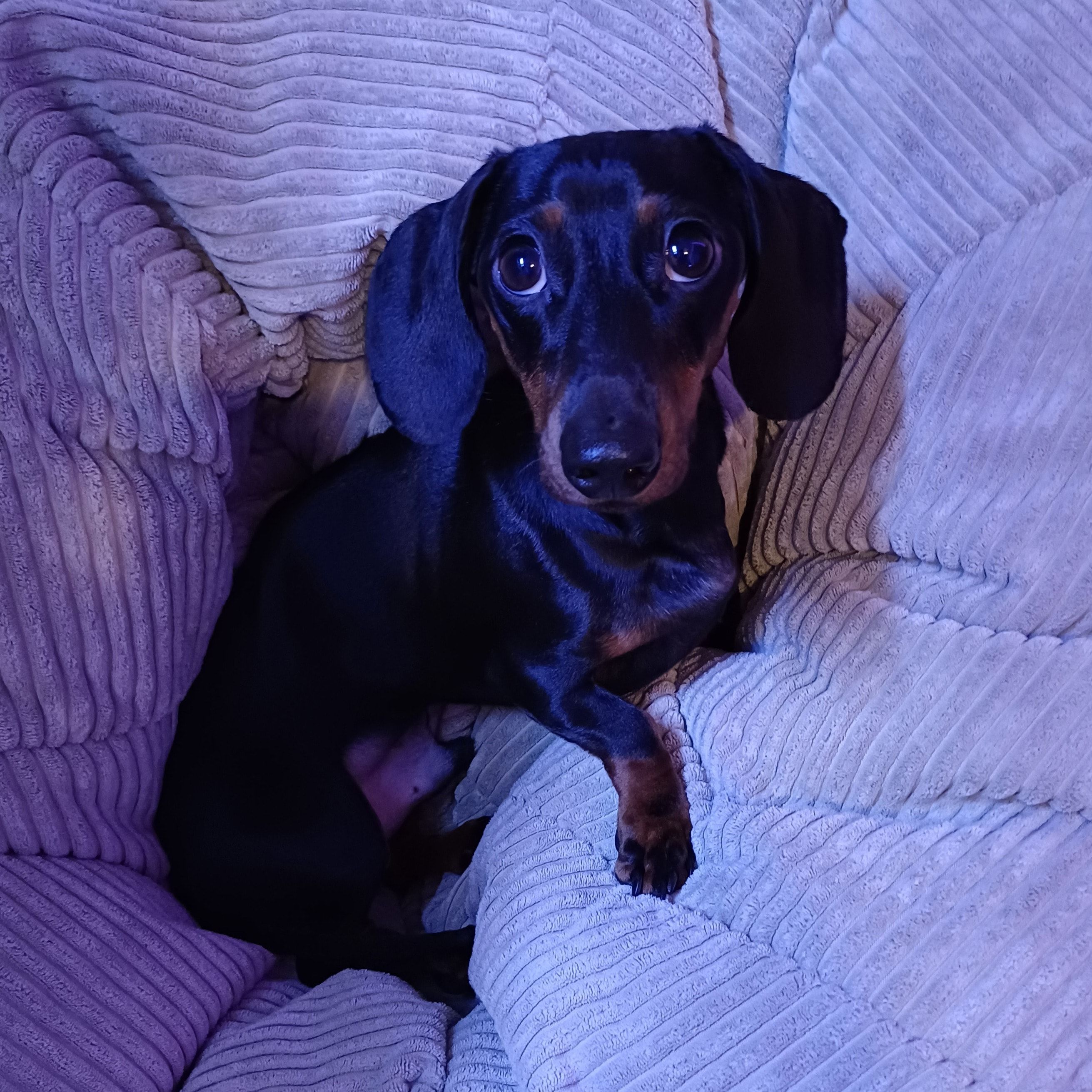 Portrait of Rudy, the dog