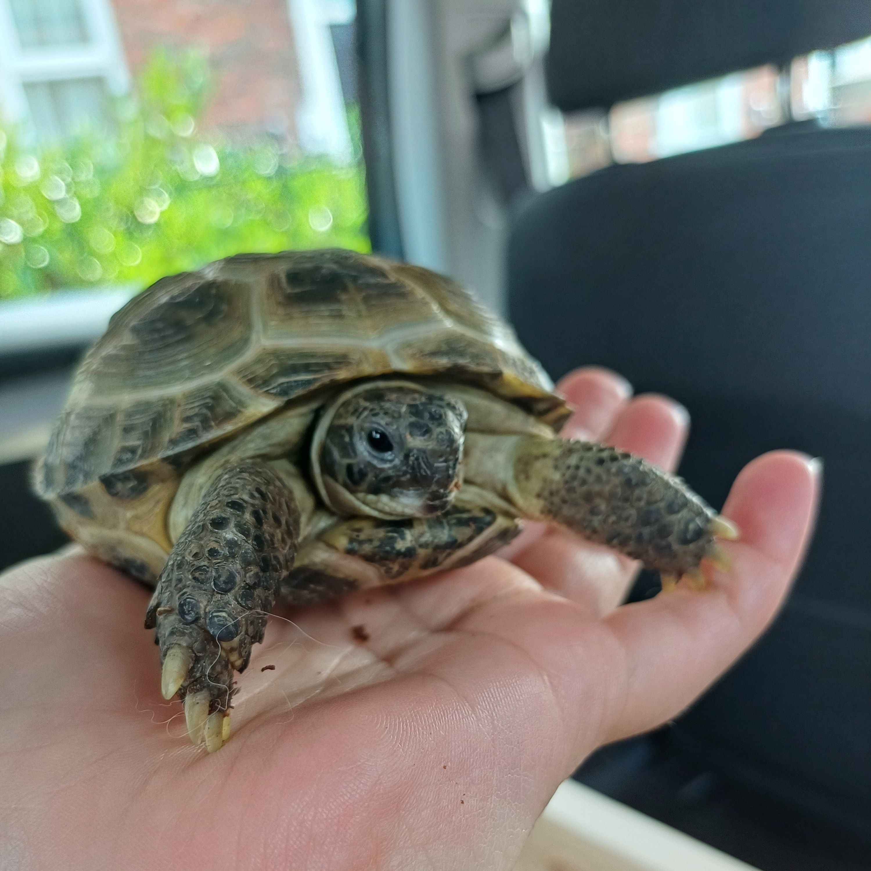 Portrait of Parsley, the reptile