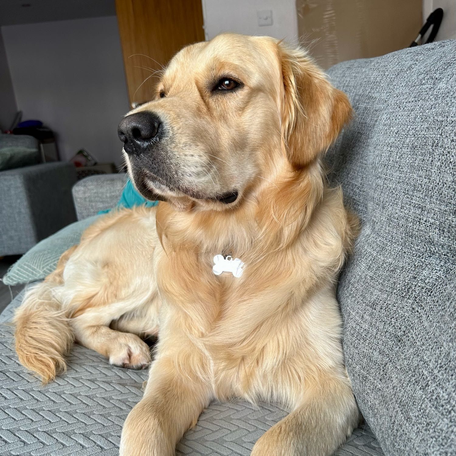 Portrait of Teddy, the dog