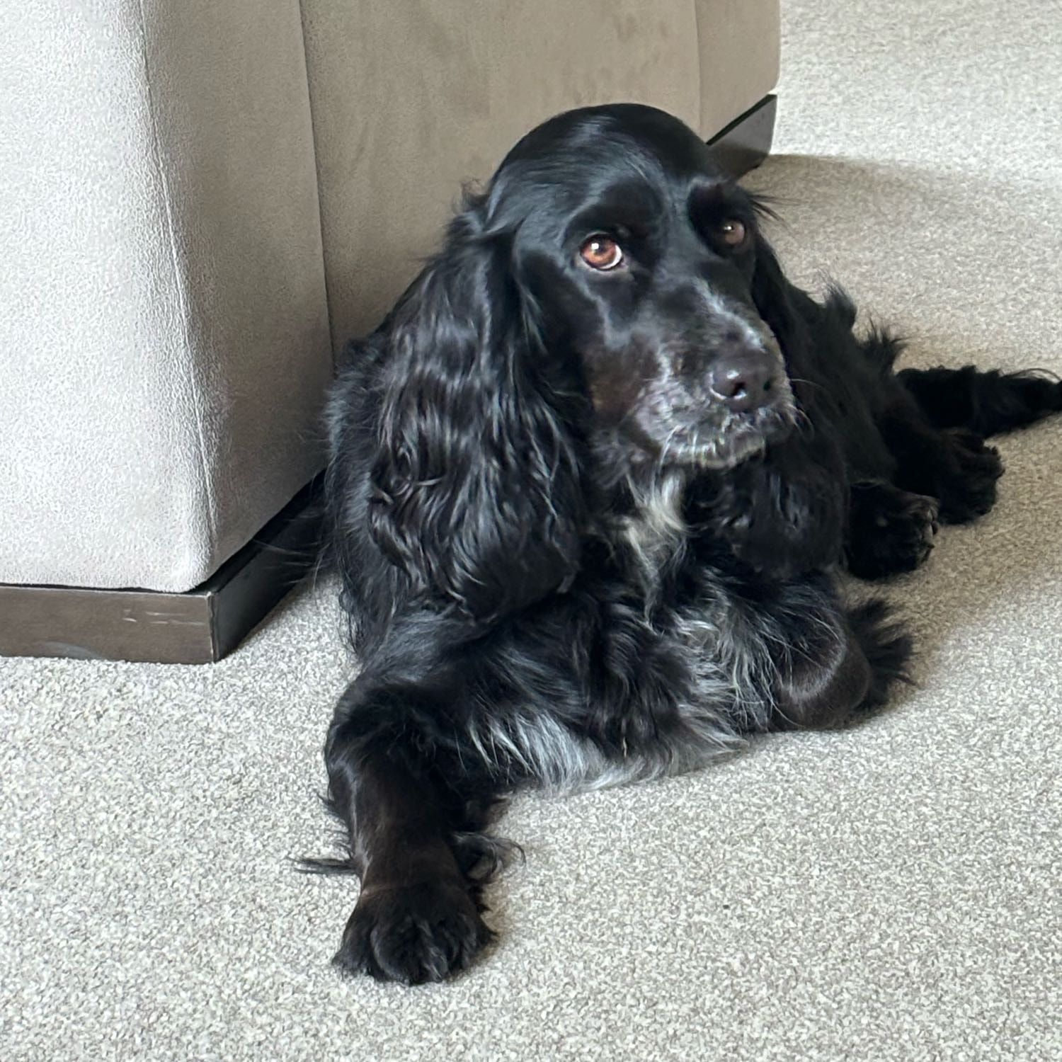 Portrait of Bella , the dog