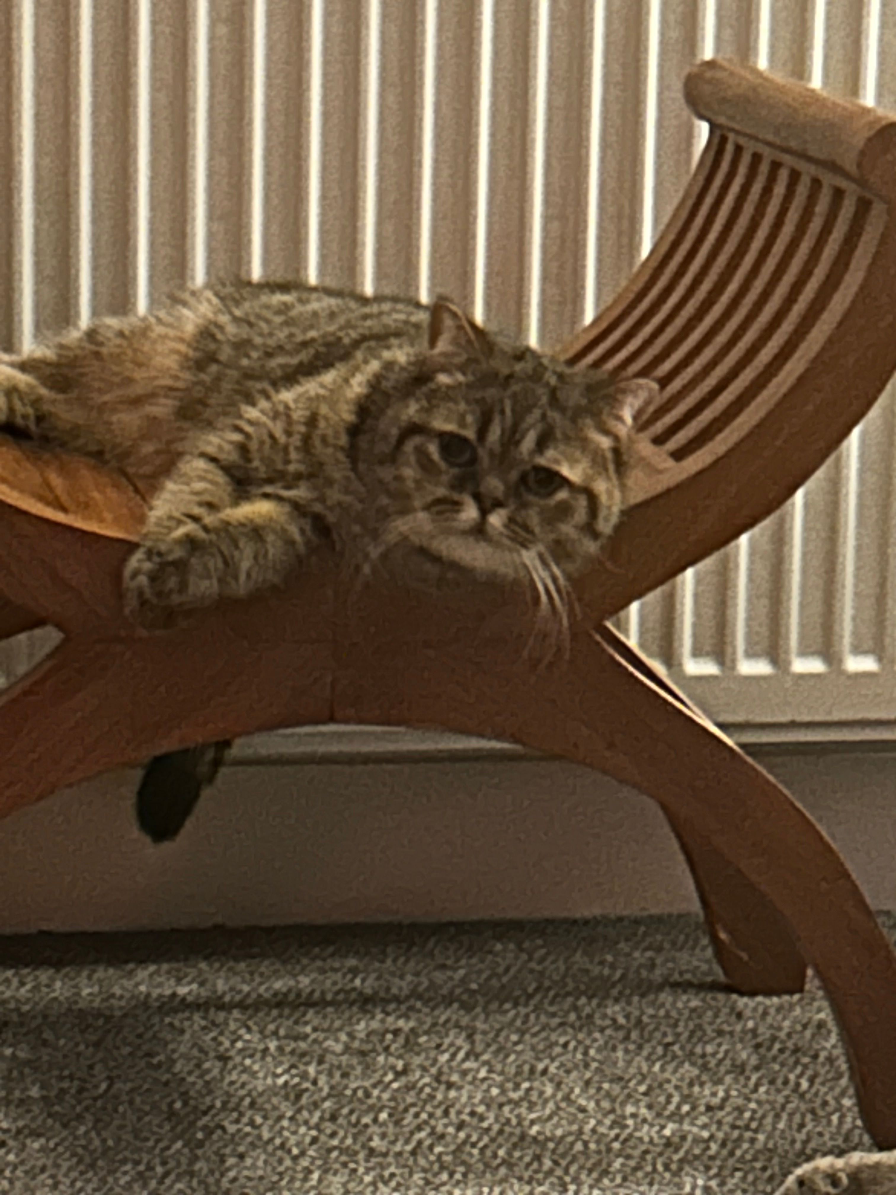 image-7
