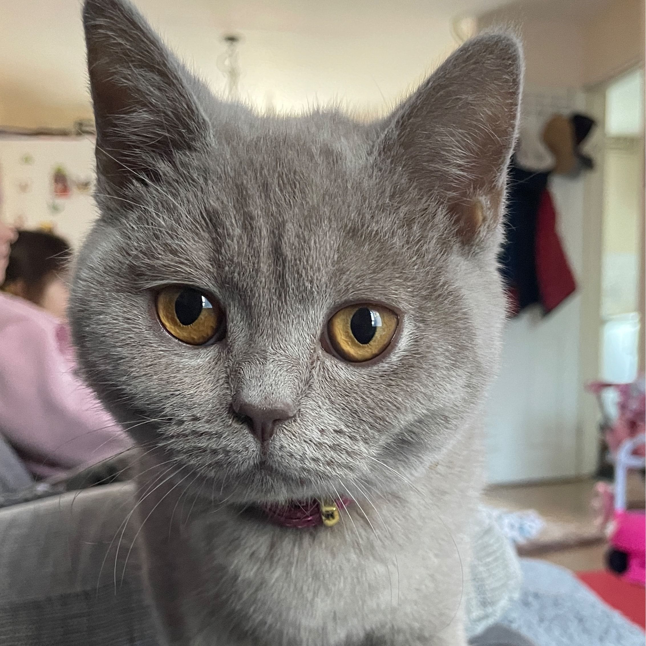 Portrait of Kiki, the cat