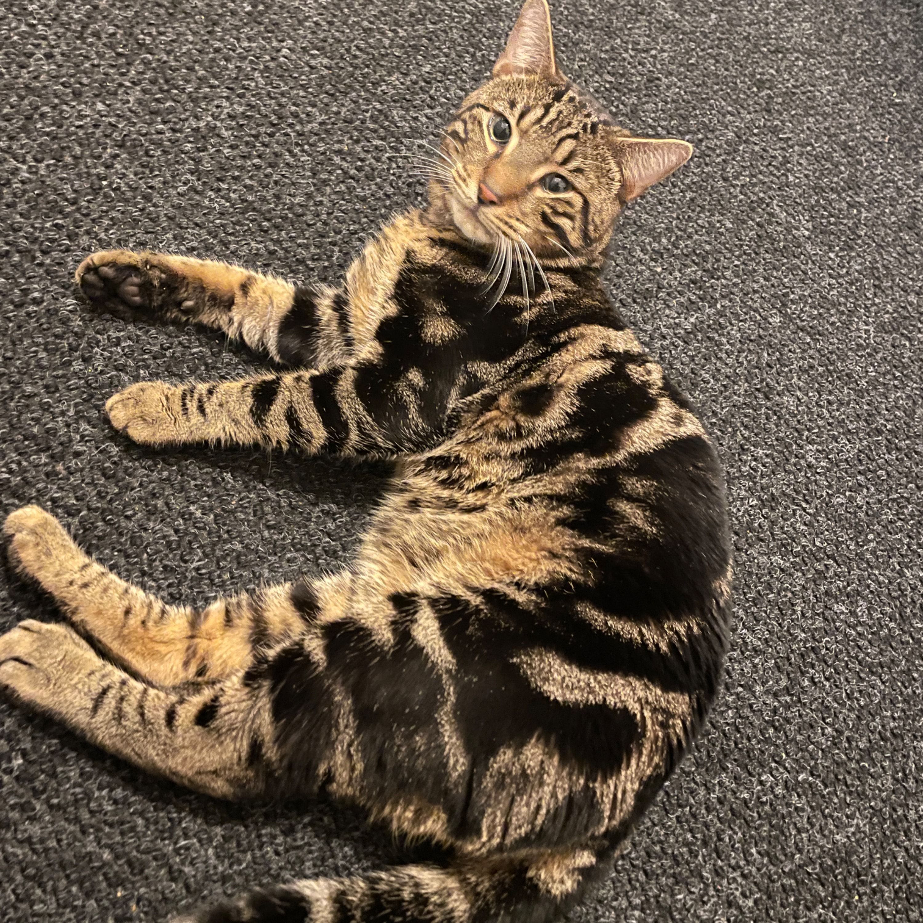 Portrait of Thomas, the cat