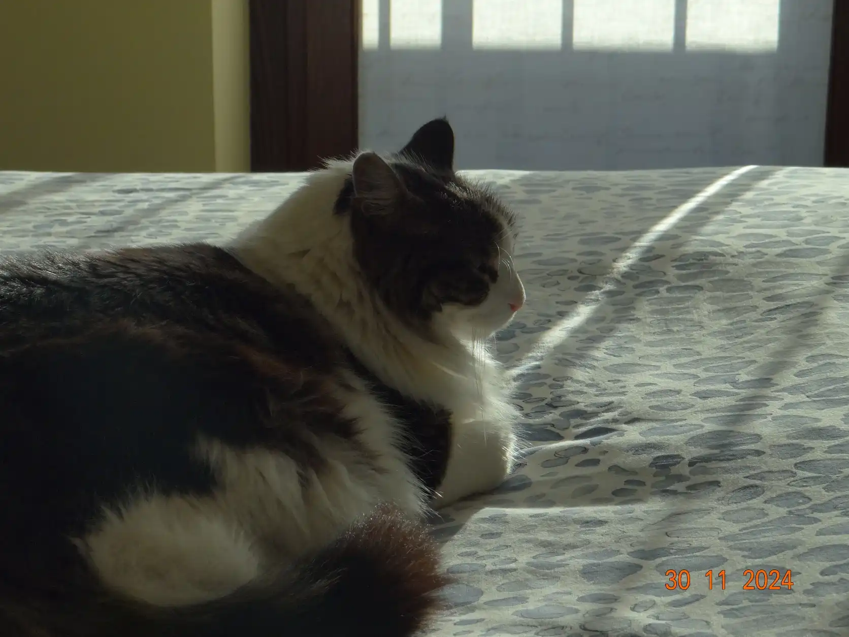 image-7