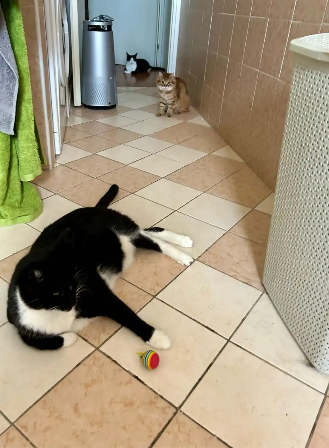 image-12
