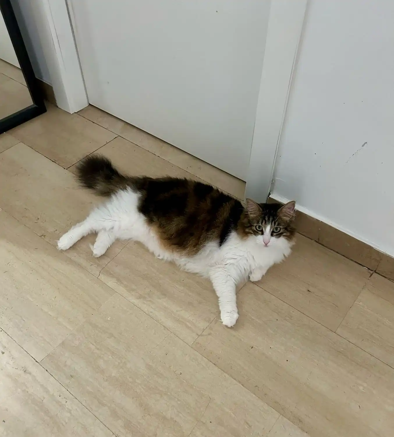 image-6