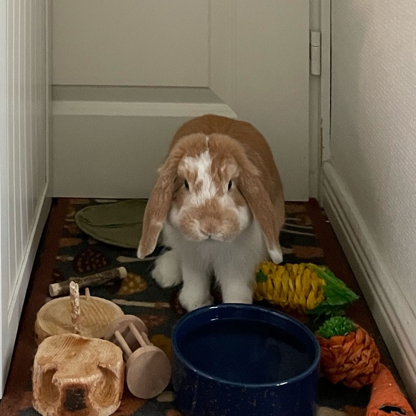 Hemuli - rabbit