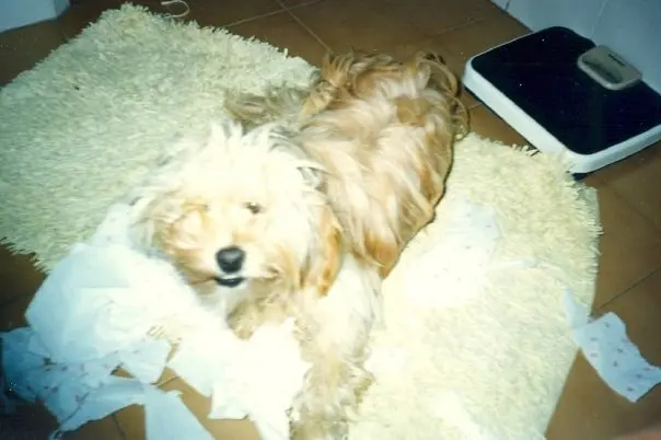 image-2